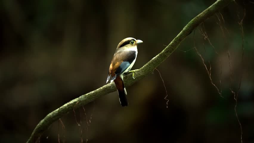 Silver-breasted Broadbill Bird perched on a branch