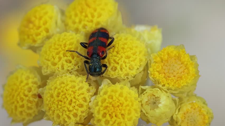 Checkered beetle Trichodes leucopsideus sleeping on a flower of the amaranth plant Helichrysum stoechas, Bocairent, Spain