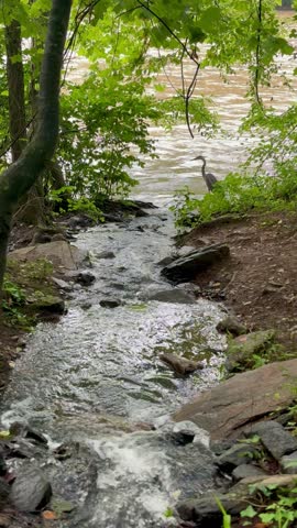 A great blue heron stands still on the riverbank, watching the flowing water of the Chattahoochee River, surrounded by rocks and lush greenery.