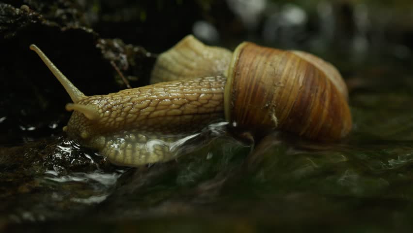 Snail Crawling Across a Tiny Waterfall in Nature