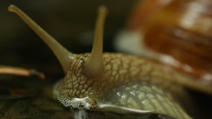 Snail Crawling Across a Tiny Waterfall in Nature