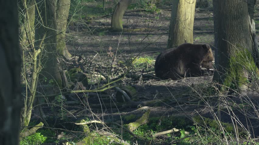 Wolf approaching brown bear in forest in attempt to steal its food 