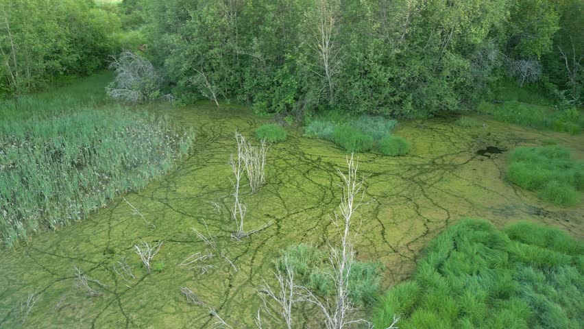 Aerial footage of a green pond in the middle of the field surrounded by trees
