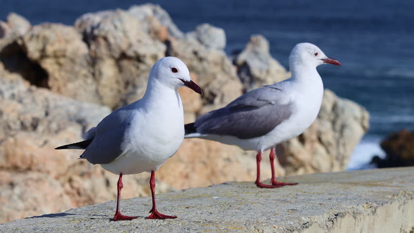 Seagulls Perched on Rocky Seashore