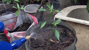 Watering Red Chili Plants in Pots Using a Sprayer - Powered by Shutterstock - Get 15% off with code: PIKWIZARD15