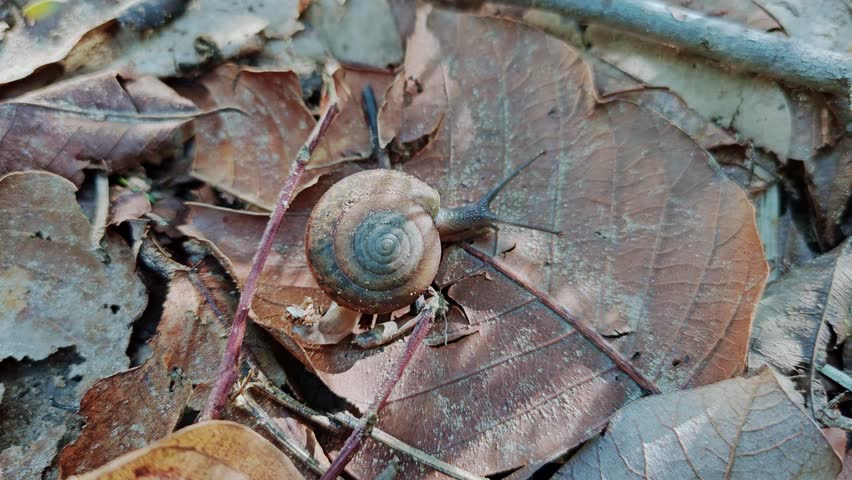 A Hemiplecta snail crawls slowly across dry leaves and soil, its shell glistening in natural light. The scene reflects the quiet rhythm of forest floor life and biodiversity in motion.

