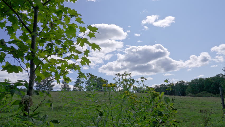 Windy day with blue sky and clouds over a grassy field surrounded by trees
