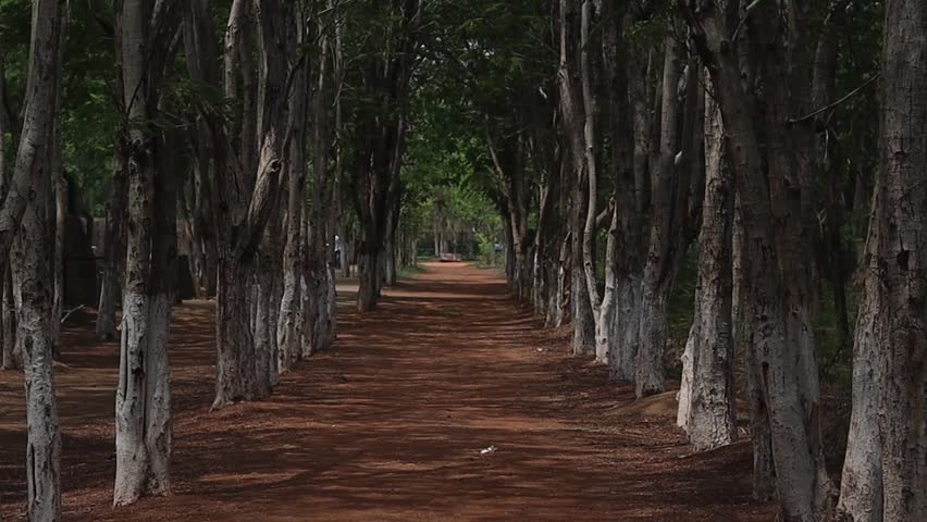 Dirt road lined with trees forming an arch, India