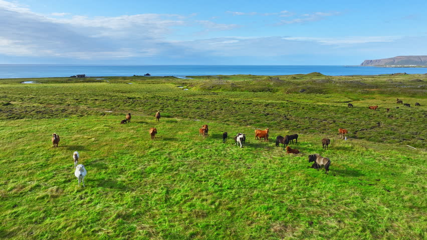 Herd of Young Horses Graze on the Farm Ranch, Animals on Summer Pasture, Iceland