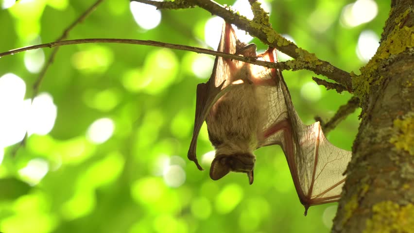 Sleeping bat colony on a cave ceiling, wild nocturnal creatures in the wild