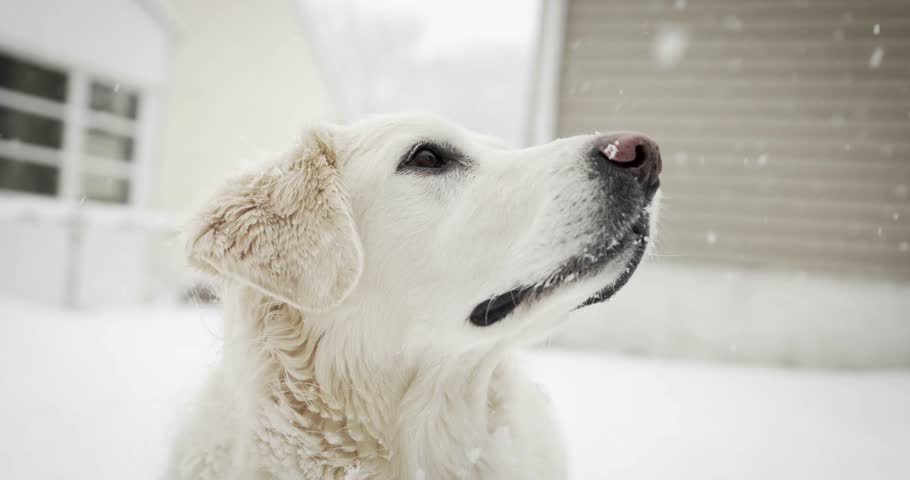 Golden, snowing, staring, retriever, dog, winter, pet, outdoors, fluffy, snow, calm, peaceful, nature, cold, loyal, golden retriever, animal, snowy, soft fur, beautiful, frozen, quiet, frosty.