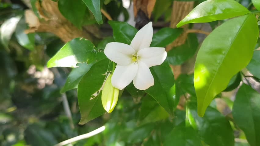 Kemuning Lokal or Kemuning Jenar or Murraya Paniculata white flower with five petals and a yellow, unopened bud.