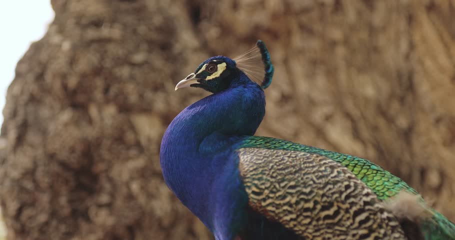 A majestic peacock with vivid blue and green feathers stands gracefully against a rustic tree background. Perfect for wildlife, exotic nature, and animal-themed promo content.