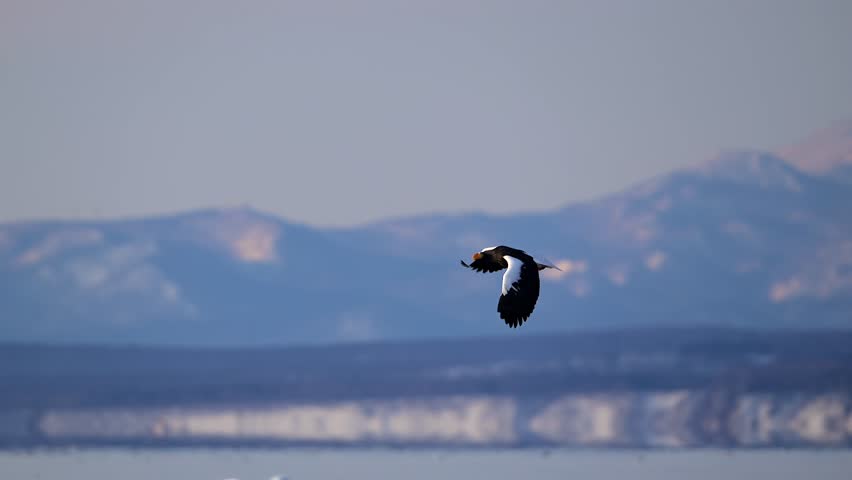 White-Tailed Eagle Hunting Fish in Hokkaido, Japan Majestic Raptor Wildlife Action Footage