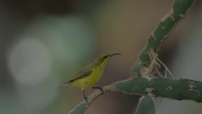 The Cinnyris jugularis bird, a nectar-eating bird, is shiny and metallic green and black, perched on a branch, Entebbe, Lake Victoria, Uganda.