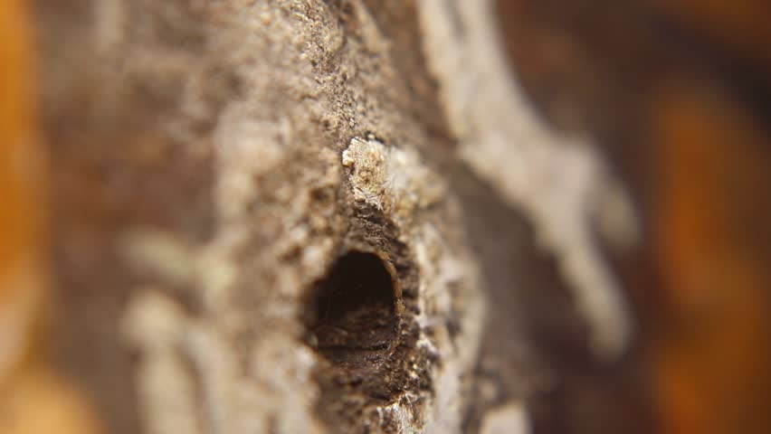 Close-up of Trigona leviceps (stingless bee) head emerging from nest hole. Known for high-quality honey rich in antioxidants, antibacterial properties, and natural health benefits.