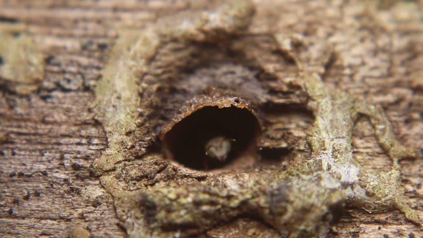 Close-up of Trigona leviceps (stingless bee) head emerging from nest hole. Known for high-quality honey rich in antioxidants, antibacterial properties, and natural health benefits.