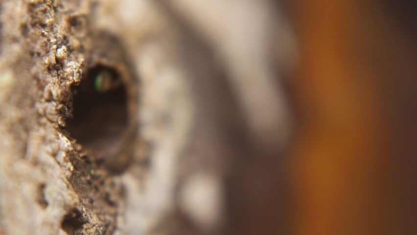 Close-up of Trigona leviceps (stingless bee) head emerging from nest hole. Known for high-quality honey rich in antioxidants, antibacterial properties, and natural health benefits.