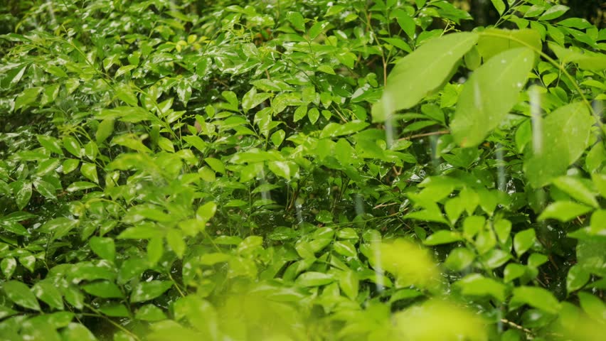Tropical Rainfall in a Thai Garden, Peaceful Monsoon Atmosphere, Rain season in Chiang Mai.