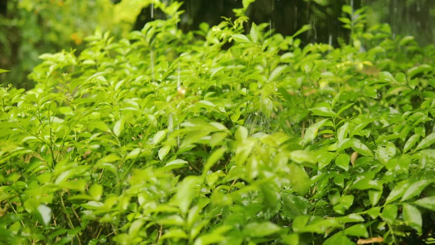 Tropical Rainfall in a Thai Garden, Peaceful Monsoon Atmosphere, Rain season in Chiang Mai.