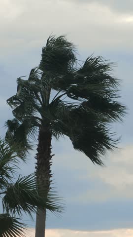 Palm Tree bending and swaying in hurricane wind. Storm wind blowing coconut palm trees against grey cloudy sky. Stormy weather. Vertical video