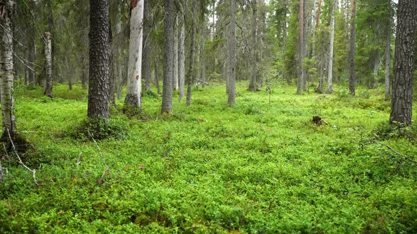 Wide view of wild blueberry bushes in Finnish forest during summer. Peaceful Nordic landscape and natural background for wellness, sustainability, or organic living themes. Copy space. Finland Lapland