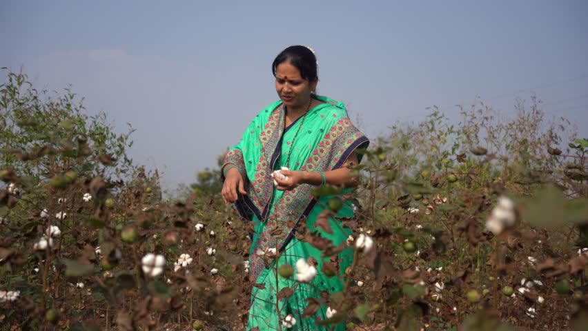 Happy rural woman in the cotton field, India