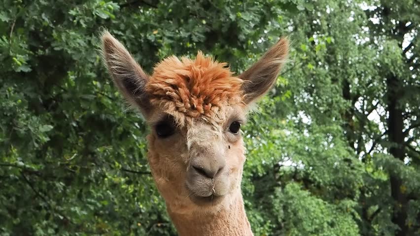 brown llama turns his head against the forest background, slow motion