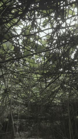 Walking through a mysterious dark and haunted forest. trees hanging vines. A scary dark mysterious forest, horror jungle tree