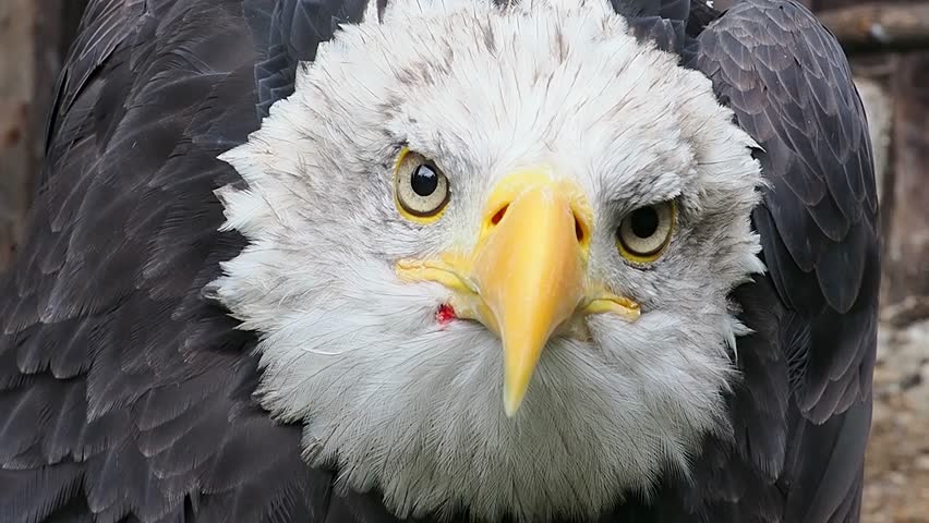  bald eagle screams and looks in different directions, sound