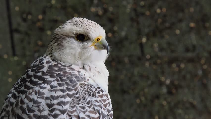 falco rusticolus looks in different directions, sound