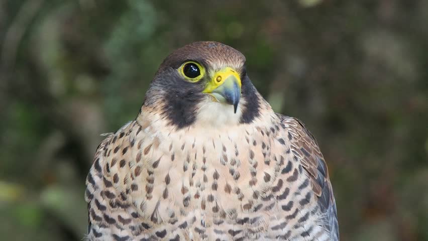 Falco peregrinus looks in different directions, sound