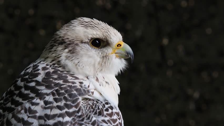 falco rusticolus looks in different directions, sound