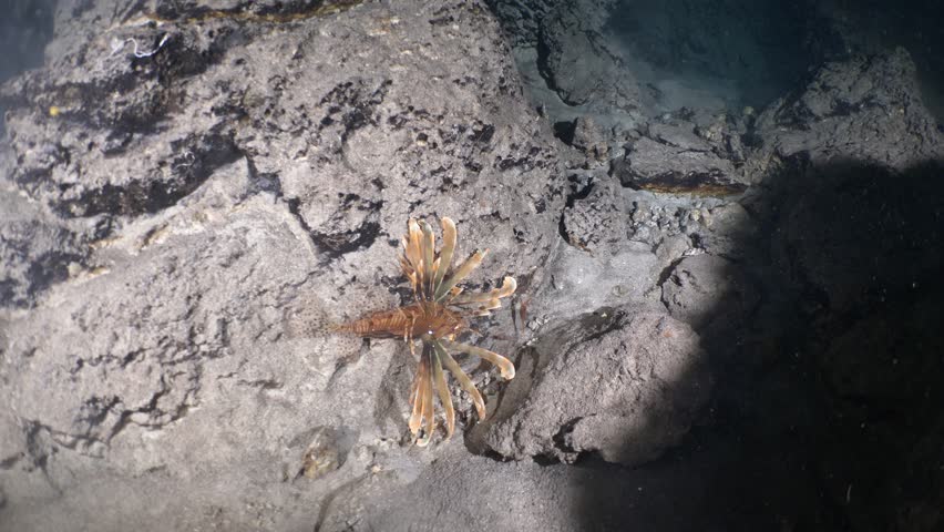 a lionfish trying to hunt shrimps underwater