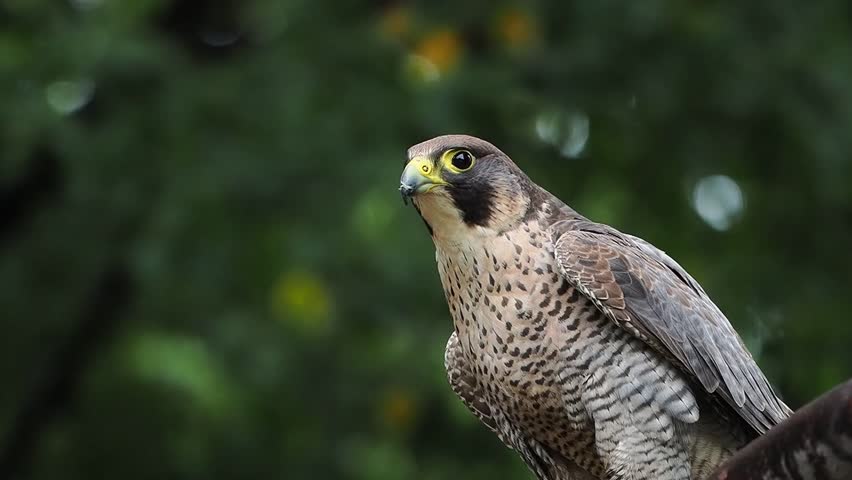 Falco peregrinus looks in different directions