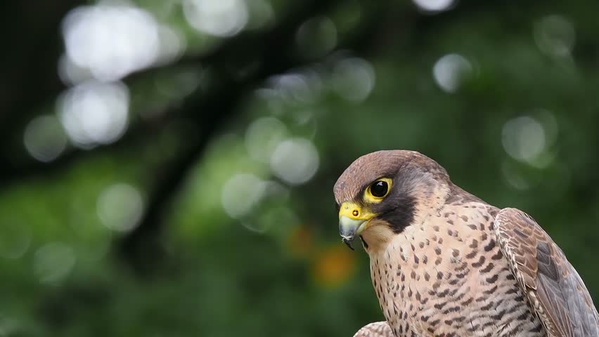 Falco peregrinus looks in different directions, sound