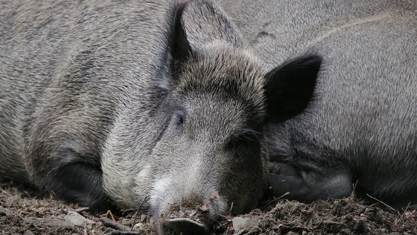 wild pigs sleep to the sound of birds singing in the forest, sound