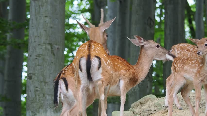 family of spotted deer in the forest