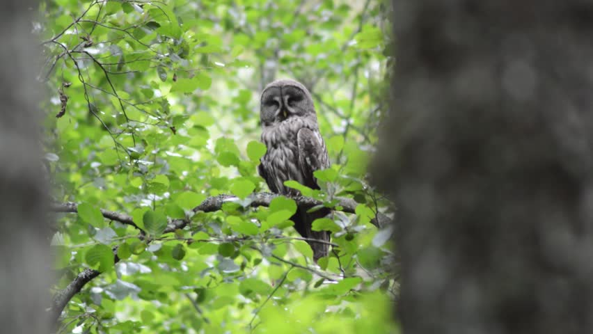 great grey owl on a tree