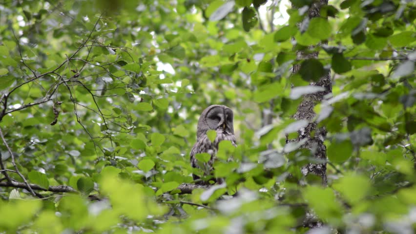 great grey owl on a tree