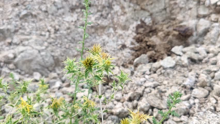 Carthamus lanatus or Scolymus hispanicus wild plant