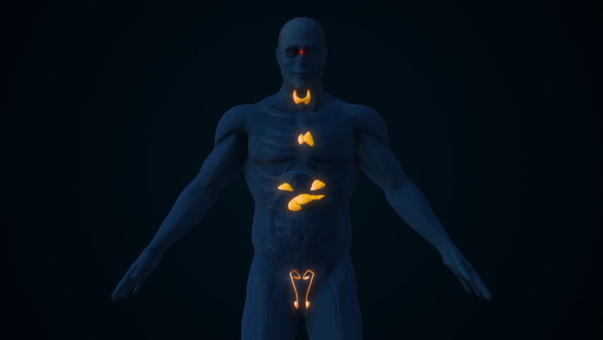 Male Endocrine Glands Controlling Hormone Secretion