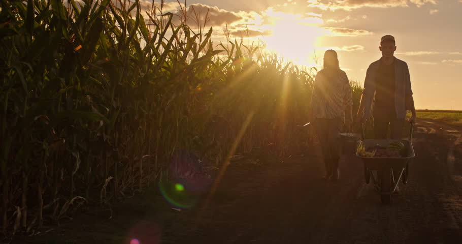 Silhouetted couple walking along a dirt path beside a cornfield at sunset, carrying a bucket and pushing a wheelbarrow full of vegetables in a peaceful rural setting. High quality 4k footage