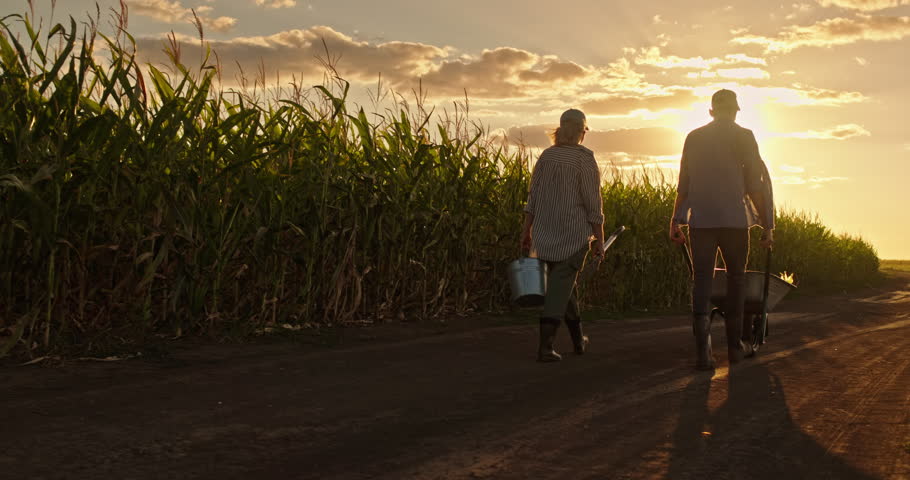 Man and woman walking away from camera along a rural path beside a cornfield at sunset, carrying farm tools and a wheelbarrow after a day of work. High quality 4k footage