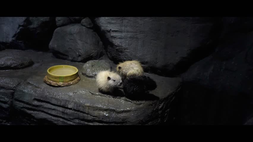 Slow motion video, A closeup of sea otters lying on a wet rock surface, with nearby water reflecting light. Perfect for concepts of wildlife, marine life, and natural beauty.