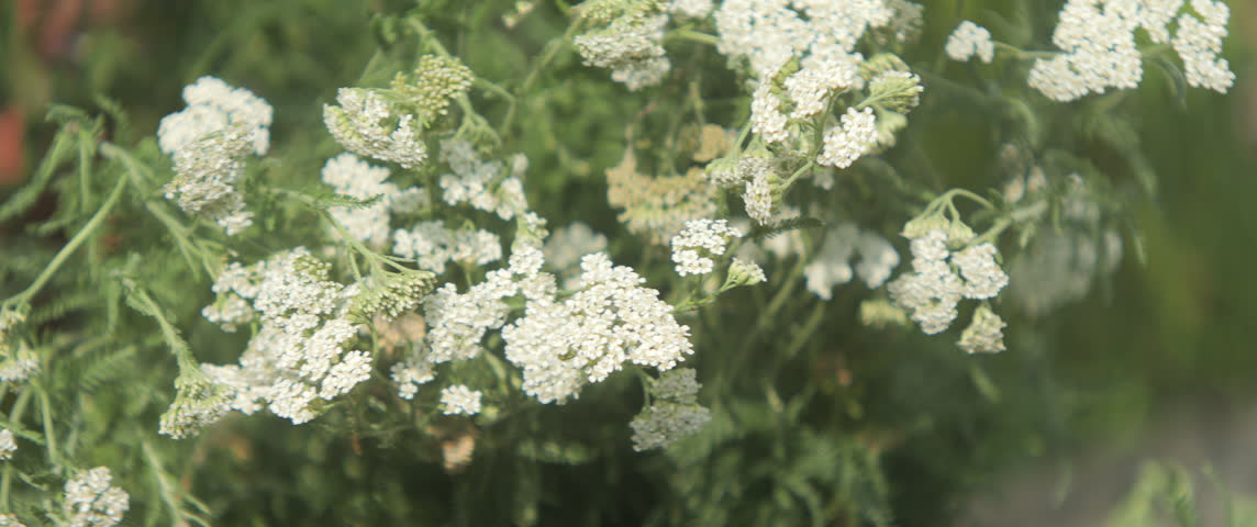 White yarrow plant flowers shallow DOF 5.7K scope video