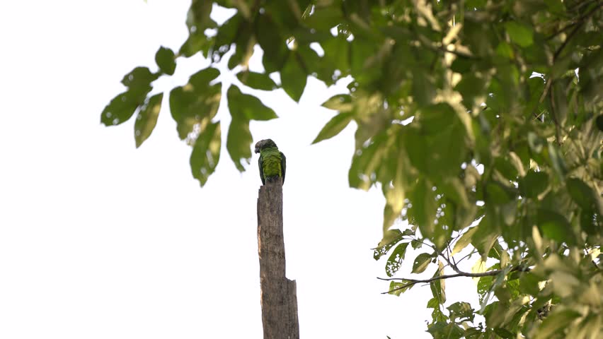 The yellow-fronted parakeet or little-fronted parakeet is a species of bird in the psittacidae family. It is native to northern Brazil and eastern Ecuador and Peru. It is green in color with a yellow 