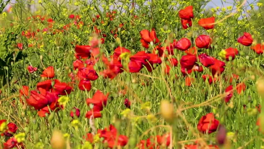 Video of blooming Red Poppies in a Sunny Field