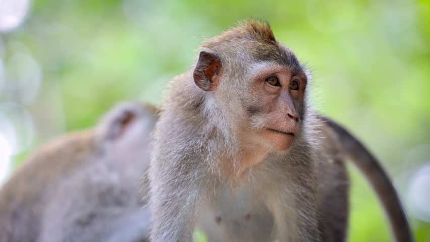 Monkey (Long-Tailed Macaque) at the Monkey forest in Ubud Bali Indonesia