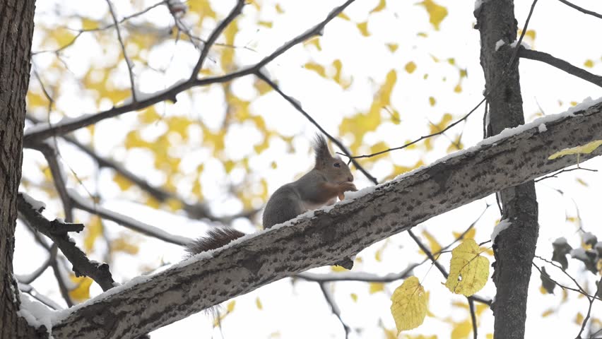 Winter forest scene featuring red squirrel nibbling nuts while balancing on snow covered branch surrounded by faded autumn leaves